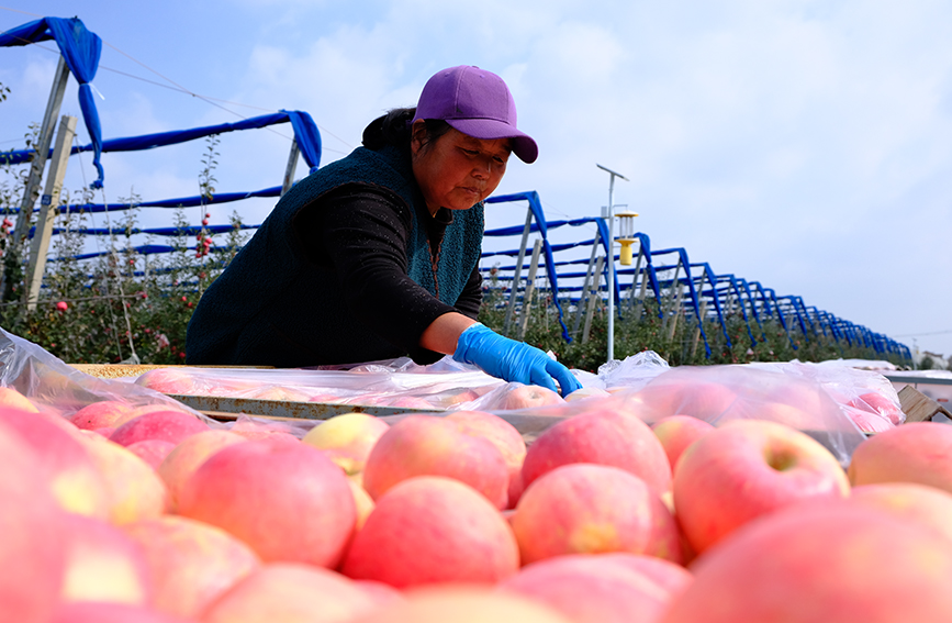 陕西淳化县润镇善花村苹果示范基地，沉甸甸、红彤彤的苹果挂满枝头，果农们忙着抢收苹果，果园里充满了欢声笑语，一派繁忙的景象。